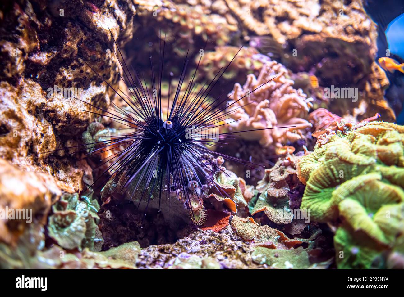Oursin noir à longue colonne vertébrale au récif de corail. Diadema setosum est une espèce d'oursin à longue épine appartenant à la famille des Diadematidae. Banque D'Images