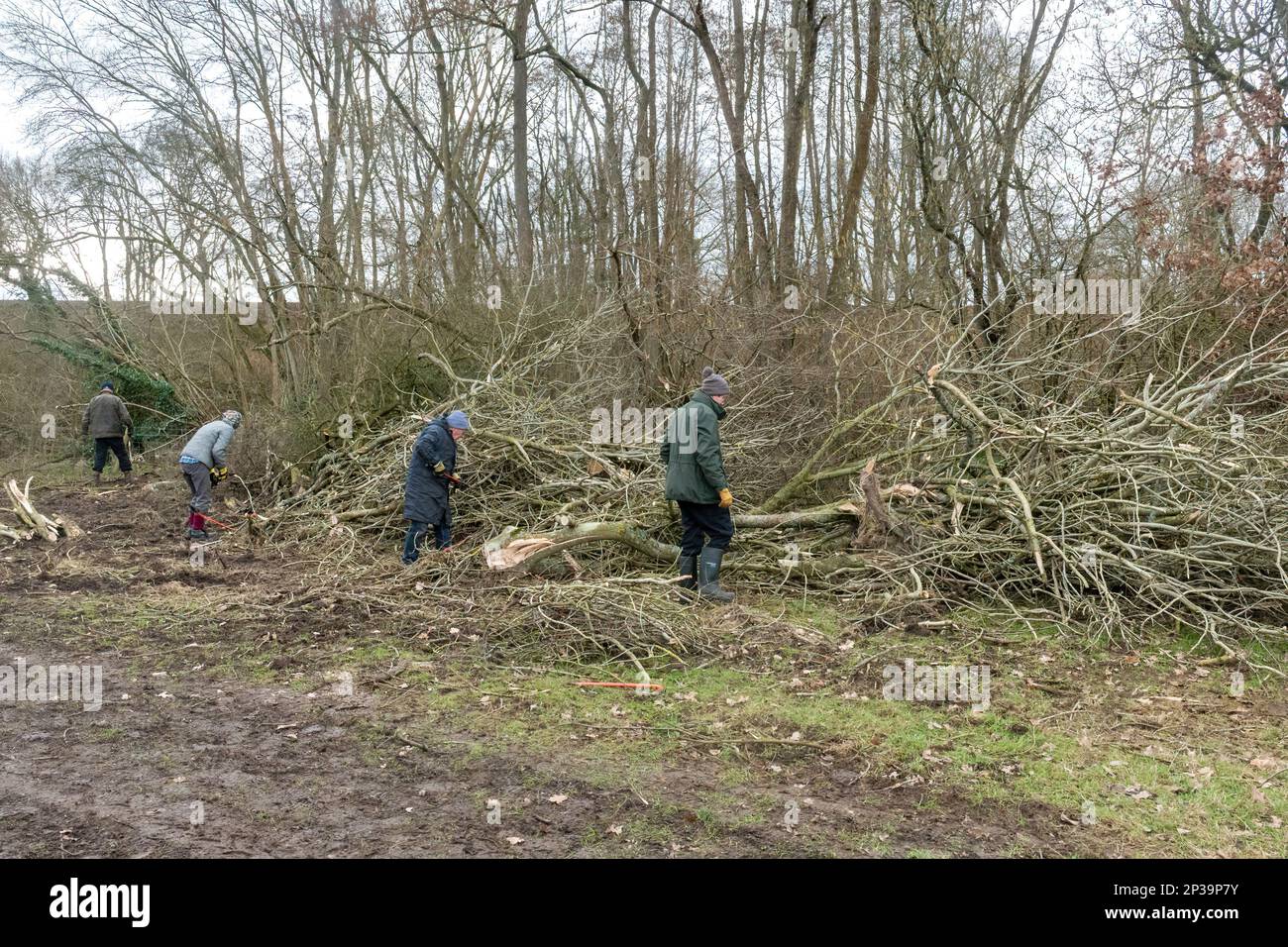 Des volontaires qui débossaient des cendres ont été abattus en raison de la maladie du dépérissement des cendres, Angleterre, Royaume-Uni, 2023. Dépérissement de Chalara causé par le champignon Hymenoscyphus fraxineus Banque D'Images