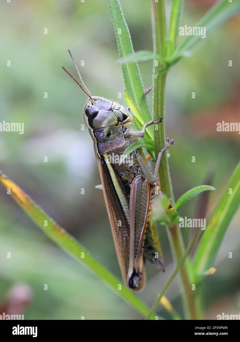 Stethophyma grossum, coomonly connu sous le nom de grand sauterelle de marais, insecte de Finlande Banque D'Images