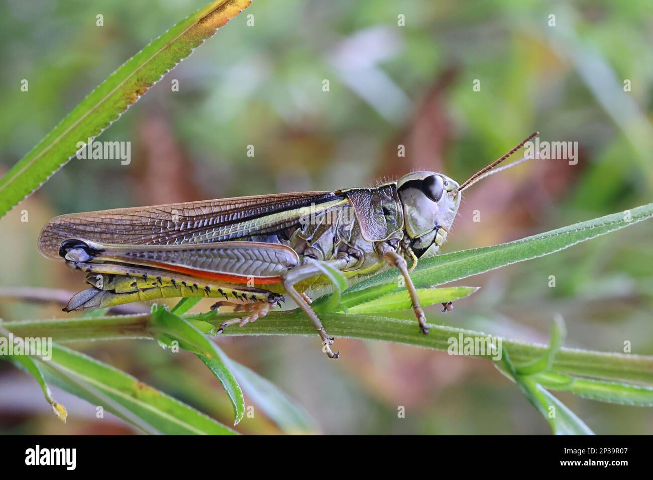 Stethophyma grossum, coomonly connu sous le nom de grand sauterelle de marais, insecte de Finlande Banque D'Images
