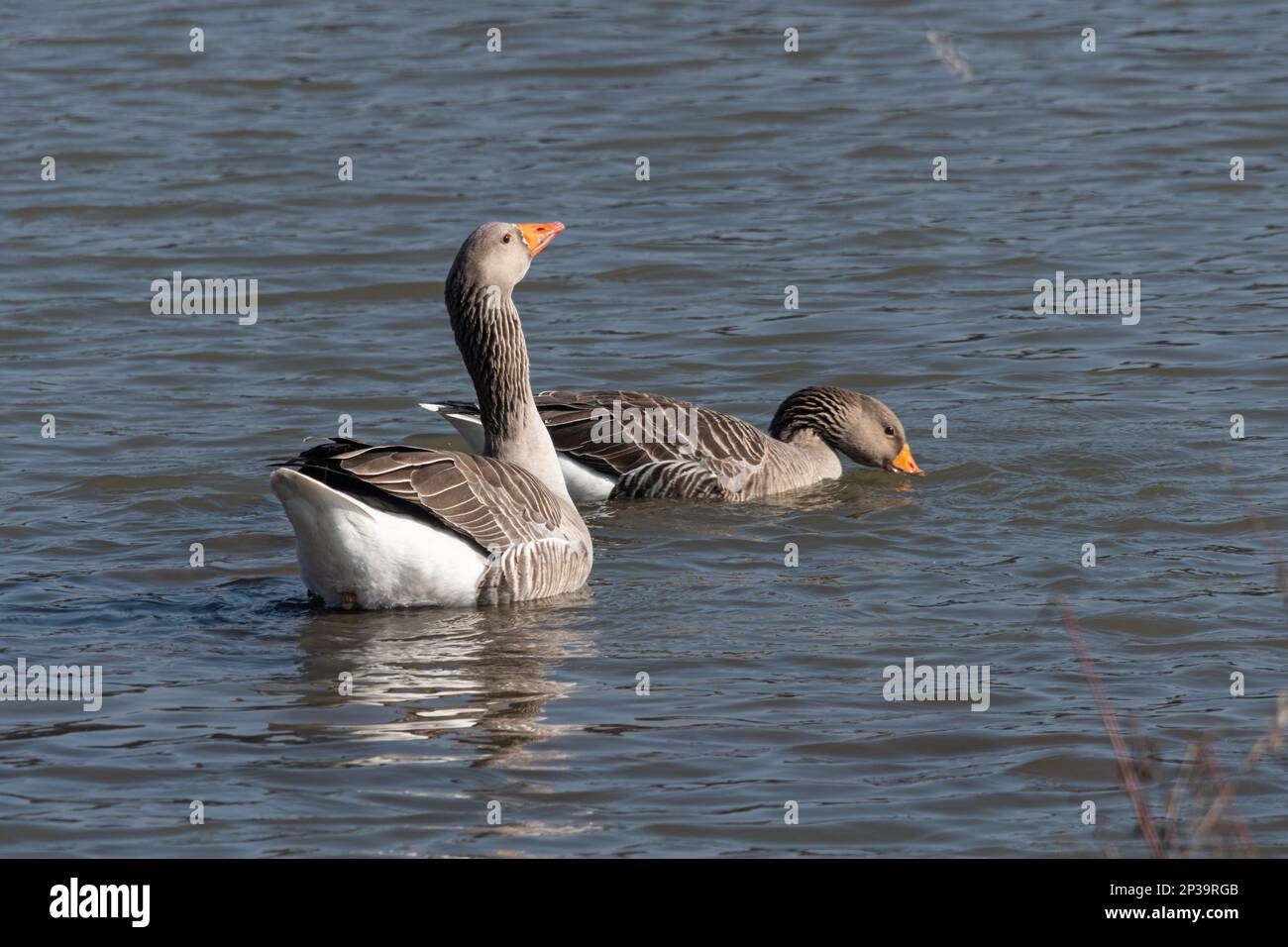 Paire de bernaches graylag (Anser anser) Banque D'Images