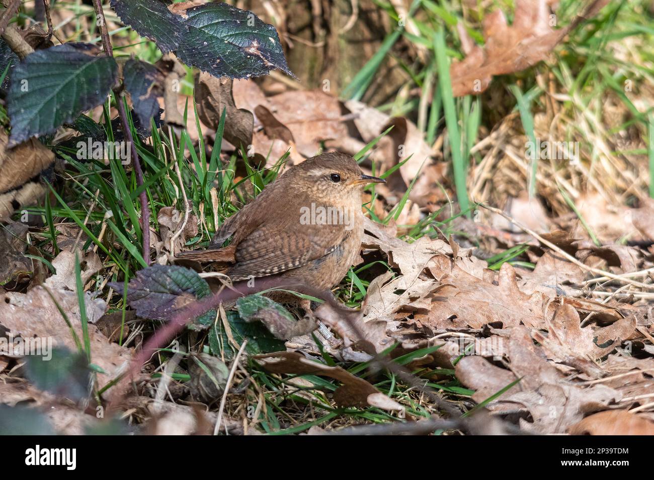 Wren (troglodytes troglodytes), Royaume-Uni Banque D'Images