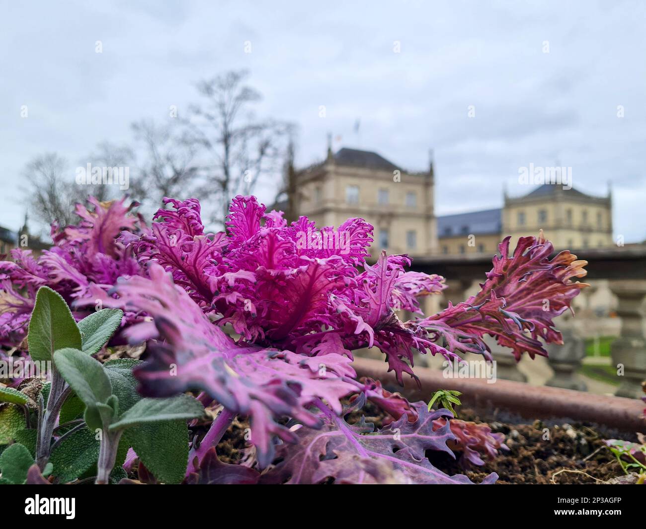 Coburg, Allemagne. 05th mars 2023. Les restes de plantation dans les lits de jardinage urbain au château d'Ehrenburg apportent de la couleur à la photo. Pour aujourd'hui, les chutes de neige légères sont prédites par le service météorologique. Credit: PIA Bayer/dpa/Alay Live News Banque D'Images