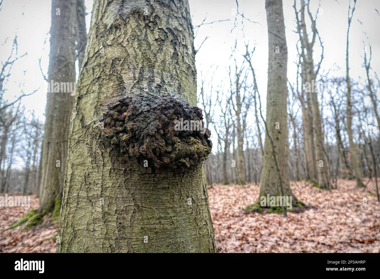 Le printemps naturel grand angle de gros plan sur un arbre avec une sorte de croissance tumorale de cancer dans la forêt Banque D'Images