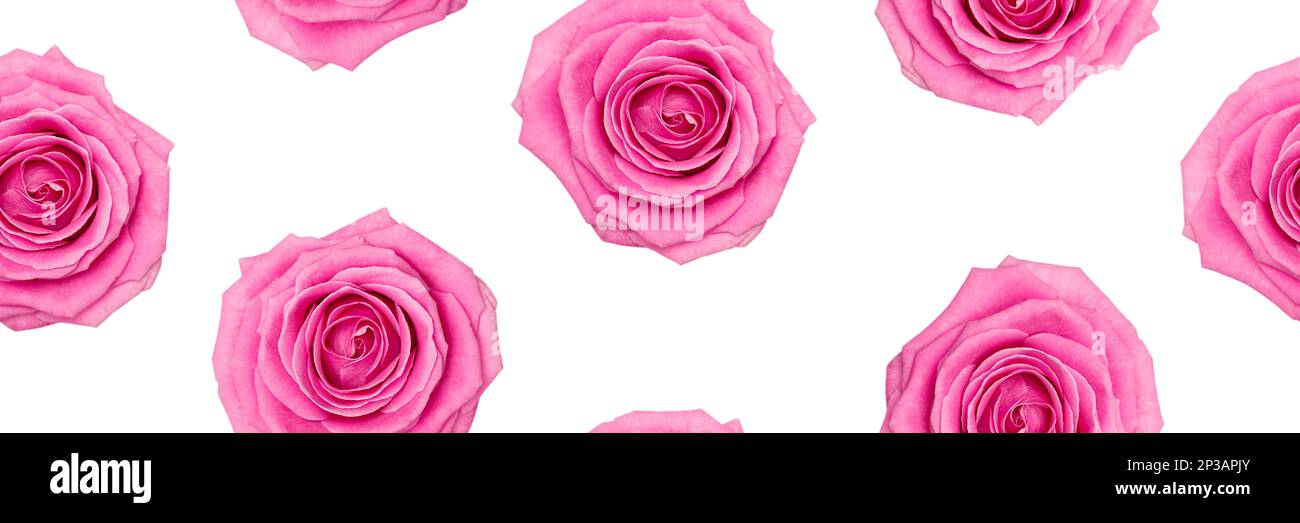 Motif sans couture avec roses roses roses isolées sur fond blanc. Amour, anniversaire, mère, Valentin, femme, Mariage, concept de guimauve Banque D'Images