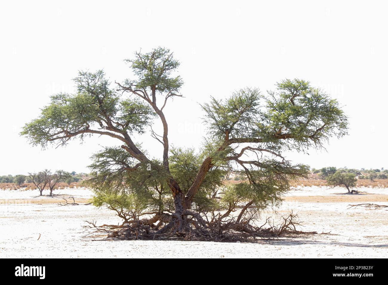 Majestueux arbre de Kgalagadi parc transfrontier en terre sèche, Afrique du Sud Banque D'Images