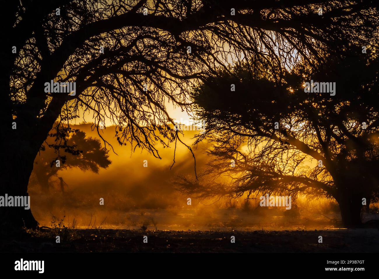 Lever de soleil avec rayon de soleil à travers le branchesin des arbres Kgalagadi parc transfrontier, Afrique du Sud Banque D'Images