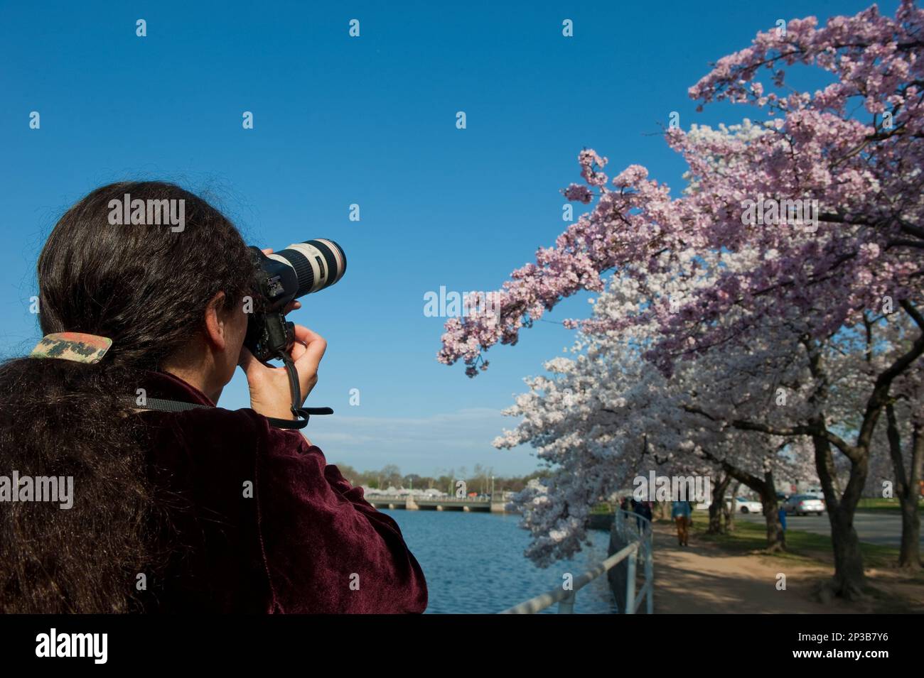 UNITED STATES - March 19: Laurie Sylwester of California takes photos of the cherry blossoms along with hundreds of tourists and local residents crowded the tidal basin in Washington for a look at the cherry blossoms full bloom as the National Cherry Blossom Festival kicks off in Washington from March 20 and will run to April 27. 2012 marks the Centennial of the Cherry Blossom Festival. (Photo By Douglas Graham/Roll Call) (CQ Roll Call via AP Images) Banque D'Images