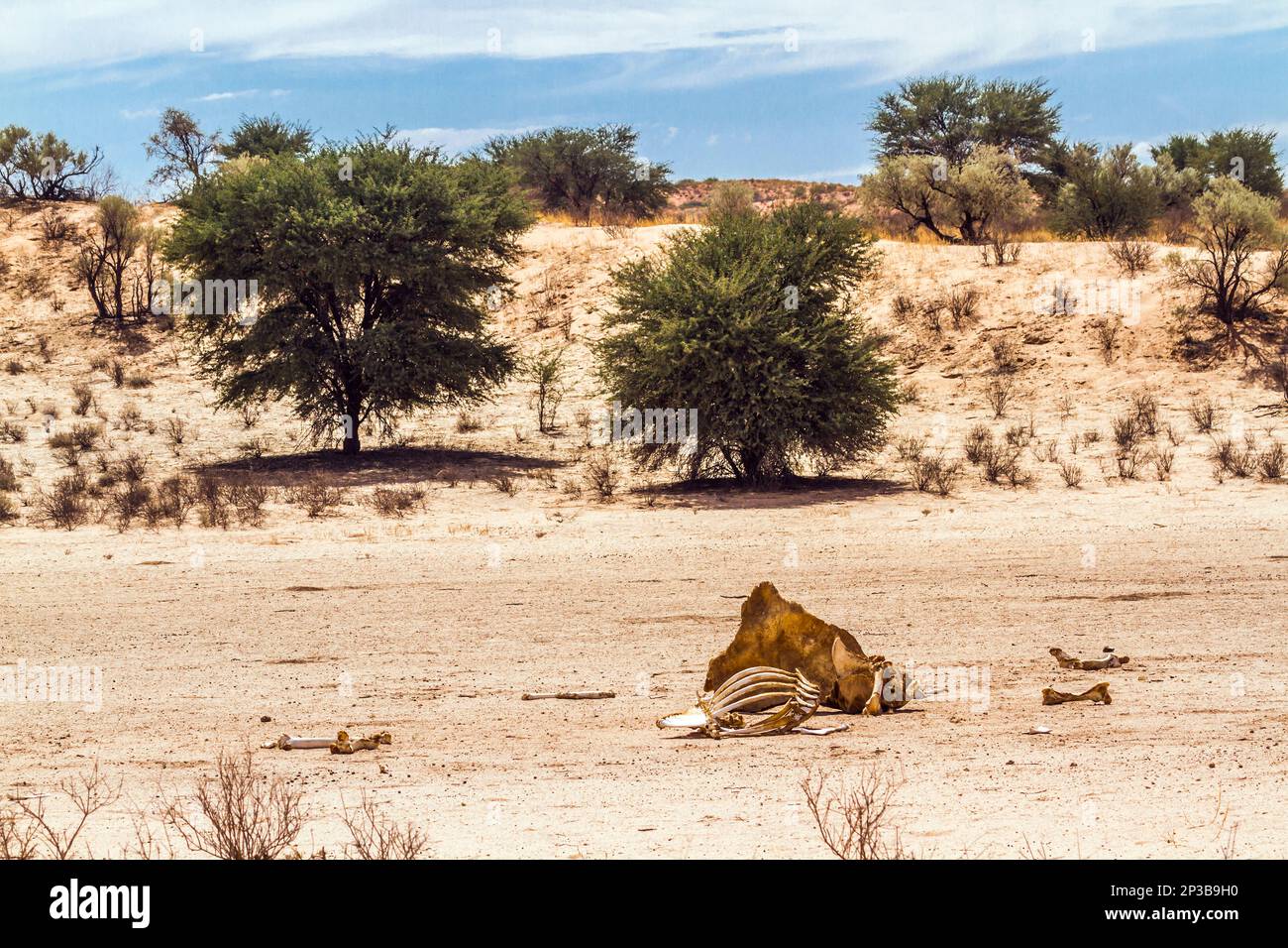 Girafe carcasse dans les terres arides dans le parc transfrontier de Kgalagadi, Afrique du Sud; famille de specie Banque D'Images