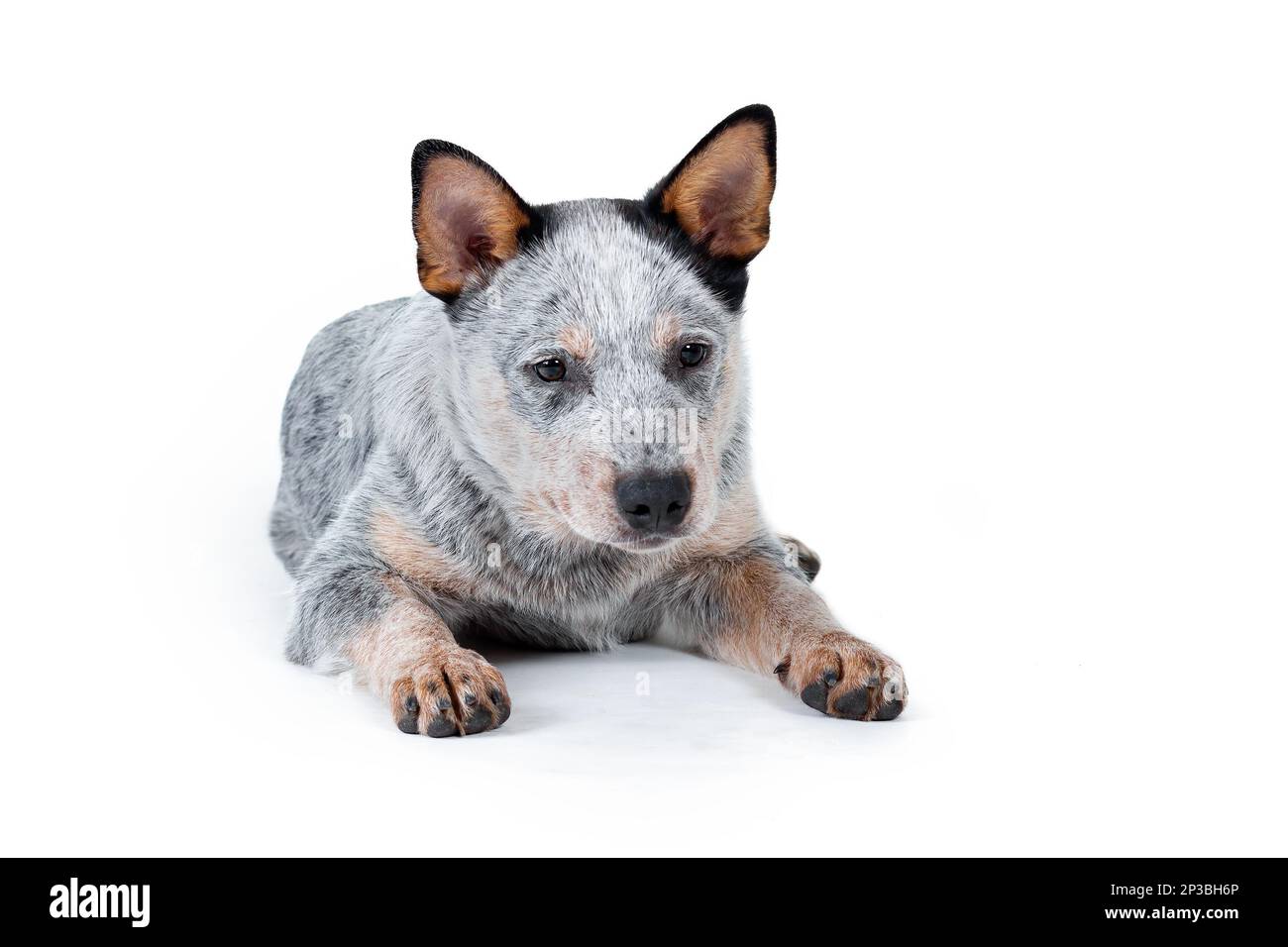 Mignon petit chien bleu heeler ou chien de bétail australien chiot couché sur fond blanc. Portrait d'animal isolé. Banque D'Images