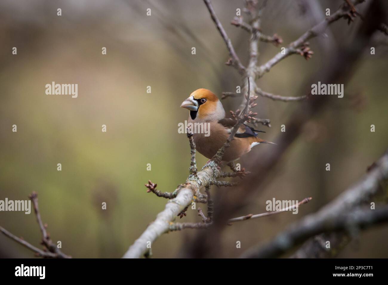 Grosbeak, hawfinch (Coccothrautes coccothrautes) Banque D'Images