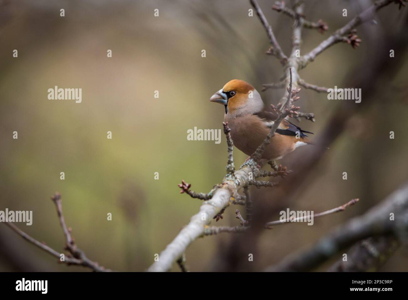 Grosbeak, hawfinch (Coccothrautes coccothrautes) Banque D'Images