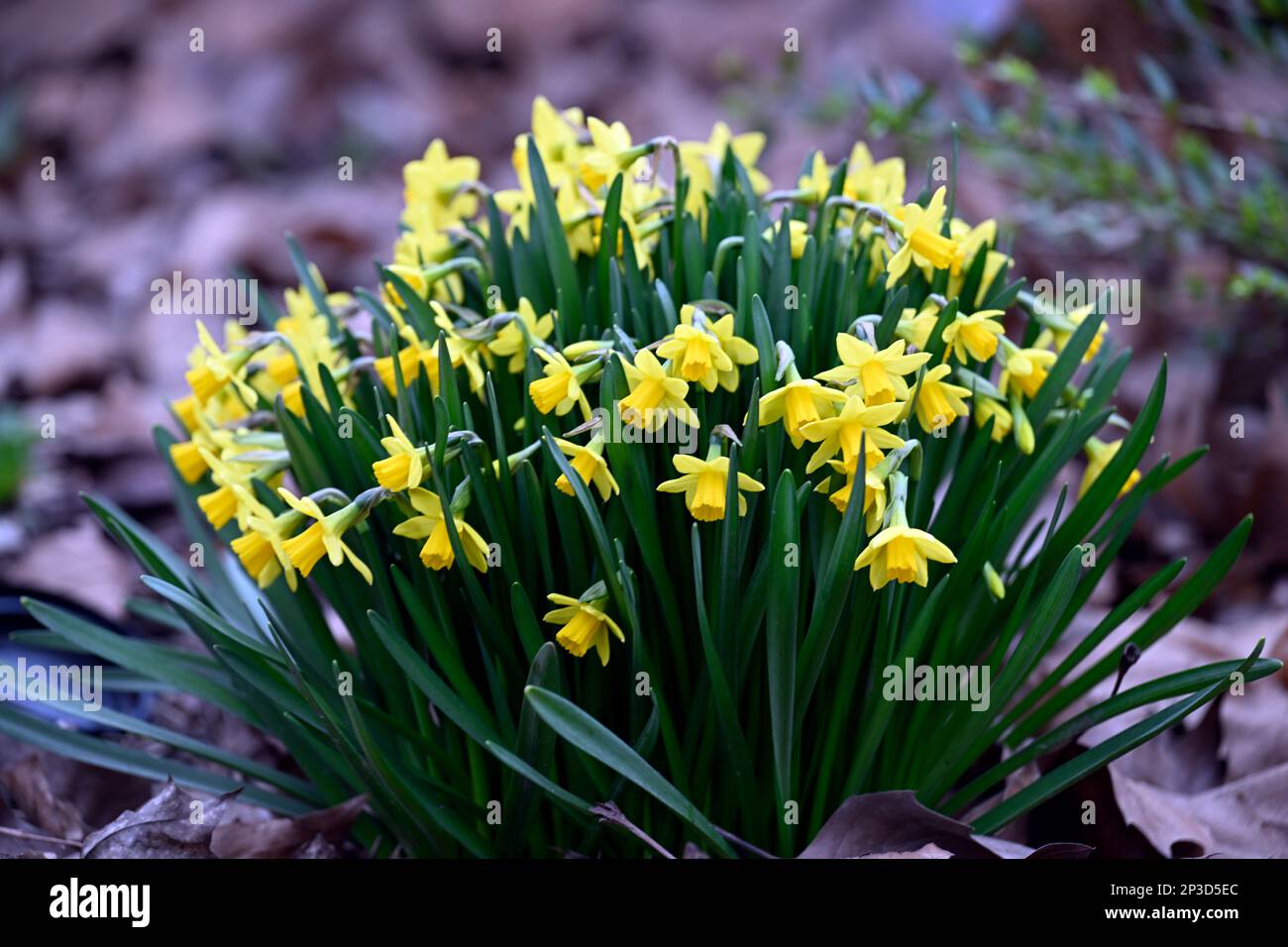 05 mars 2023, Rhénanie-du-Nord-Westphalie, Königswinter: De petits jonquilles sont déjà en fleurs sur le bord de la route. Les météorologues prévoient des températures froides avec la pluie pour la semaine suivante. Le printemps est encore loin. Photo: Roberto Pfeil/dpa Banque D'Images