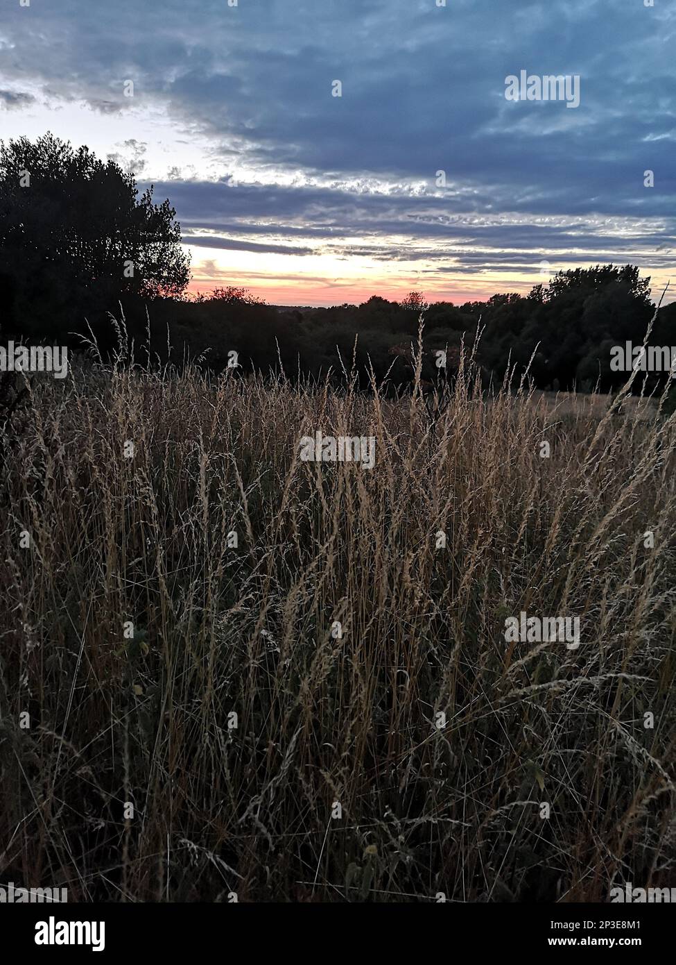 Vue sur un coucher de soleil sur une prairie avec une grande herbe en premier plan. Banque D'Images