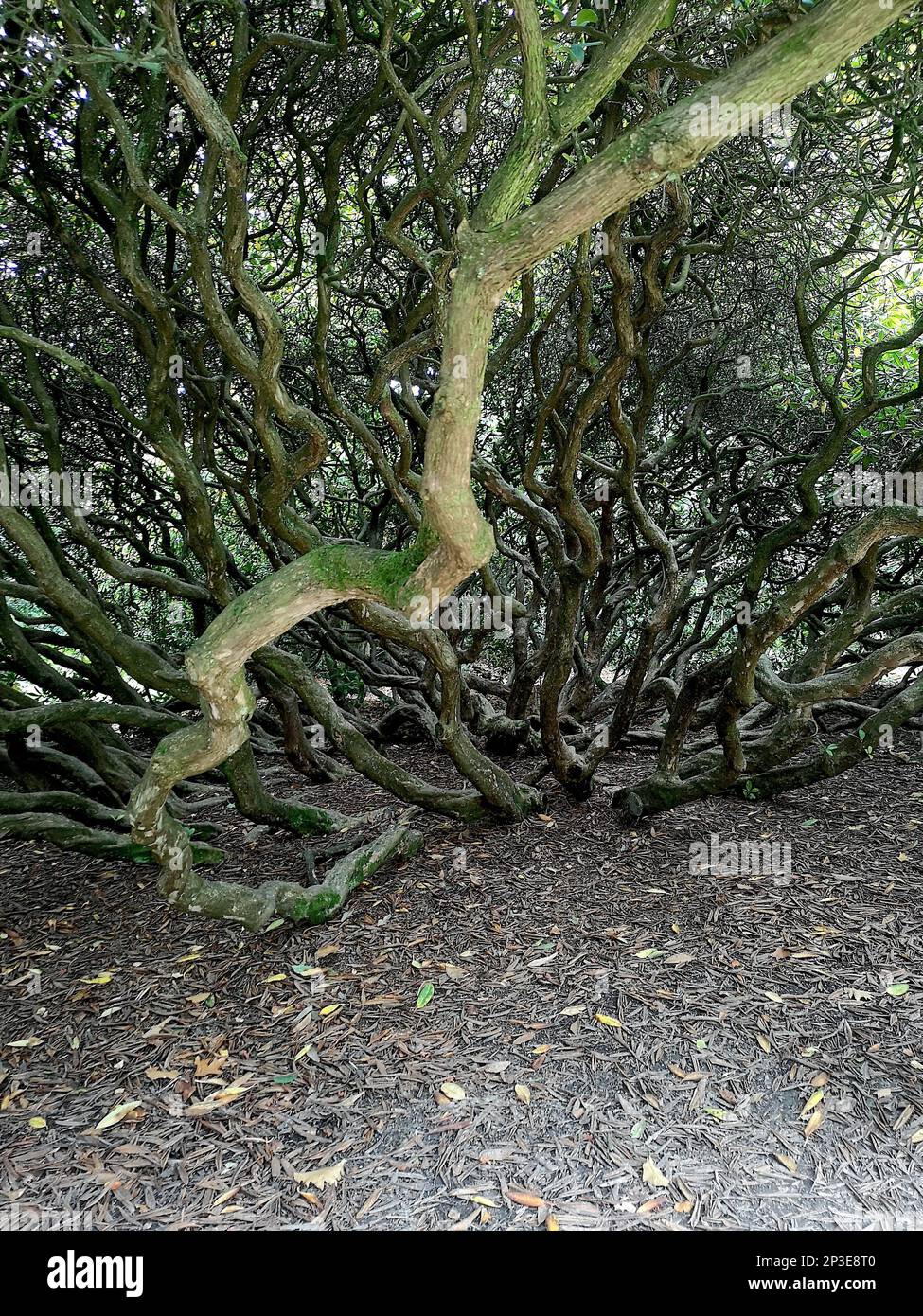 Détail d'un vieux arbre avec des branches gnarées. Banque D'Images