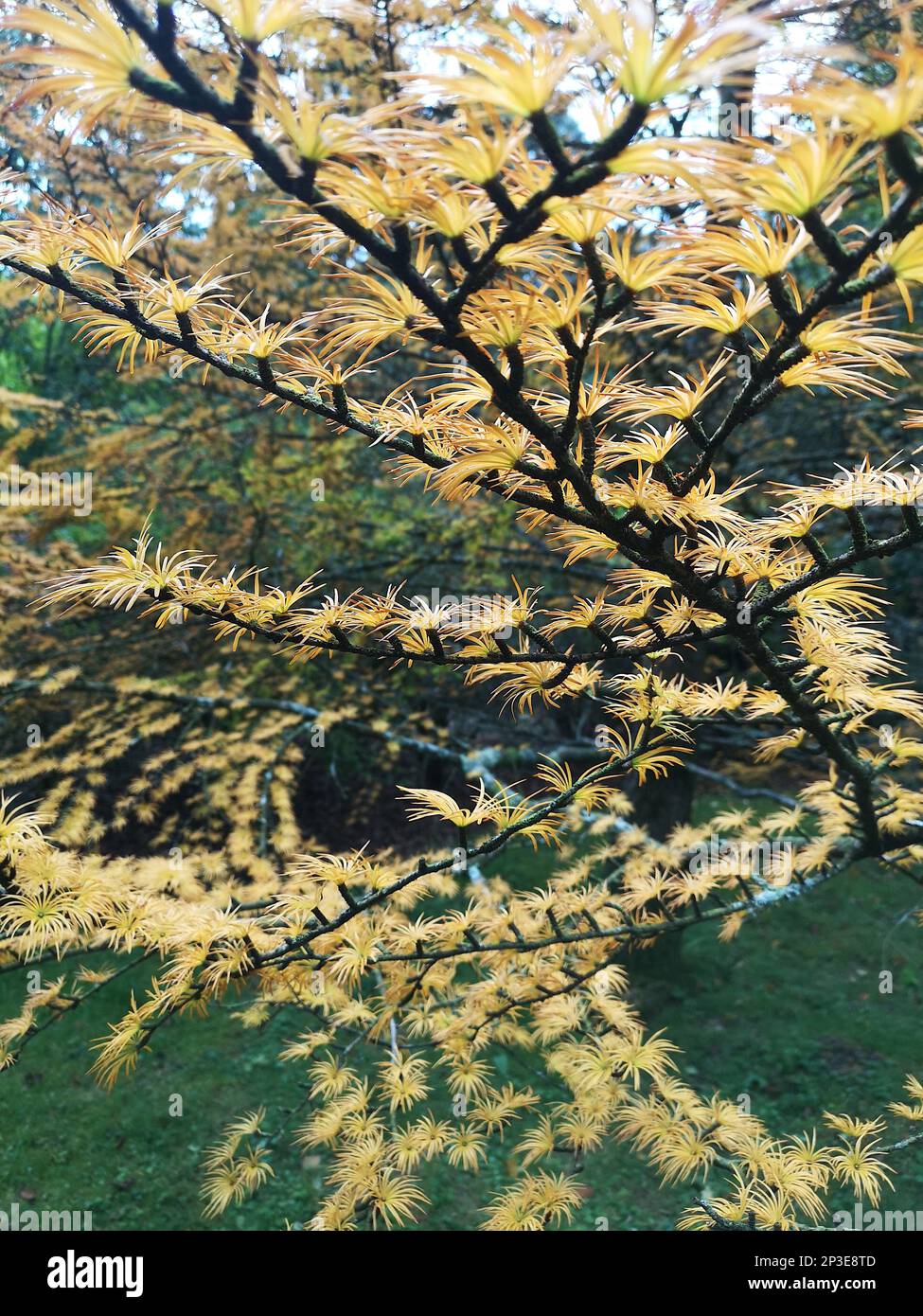 Détail d'un arbre exotique avec des branches noires et des feuilles jaunes. Banque D'Images