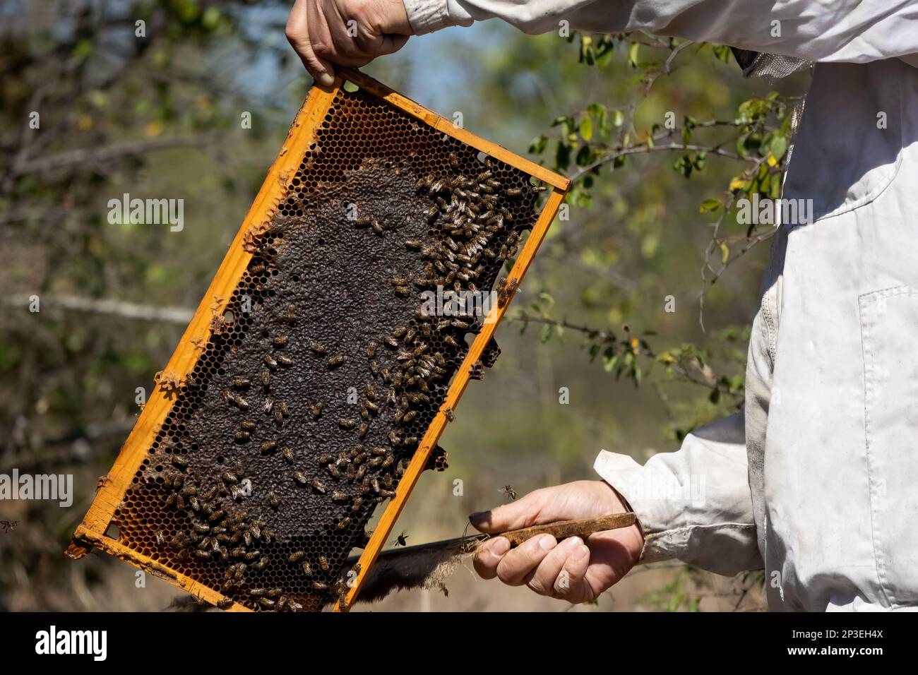 Un apiculteur ou un apiculteur gère des colonies d'abeilles pour la ...