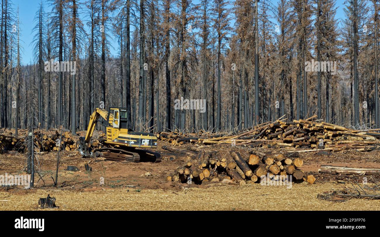 MACHINE forestière TRACKLAYER CAT 322, rampe au talon, tri des billes brûlées, nettoyage des incendies de forêt, affectant les jeunes forêts de Douglas Fir, Ponderosa et Sugar Pine. Banque D'Images