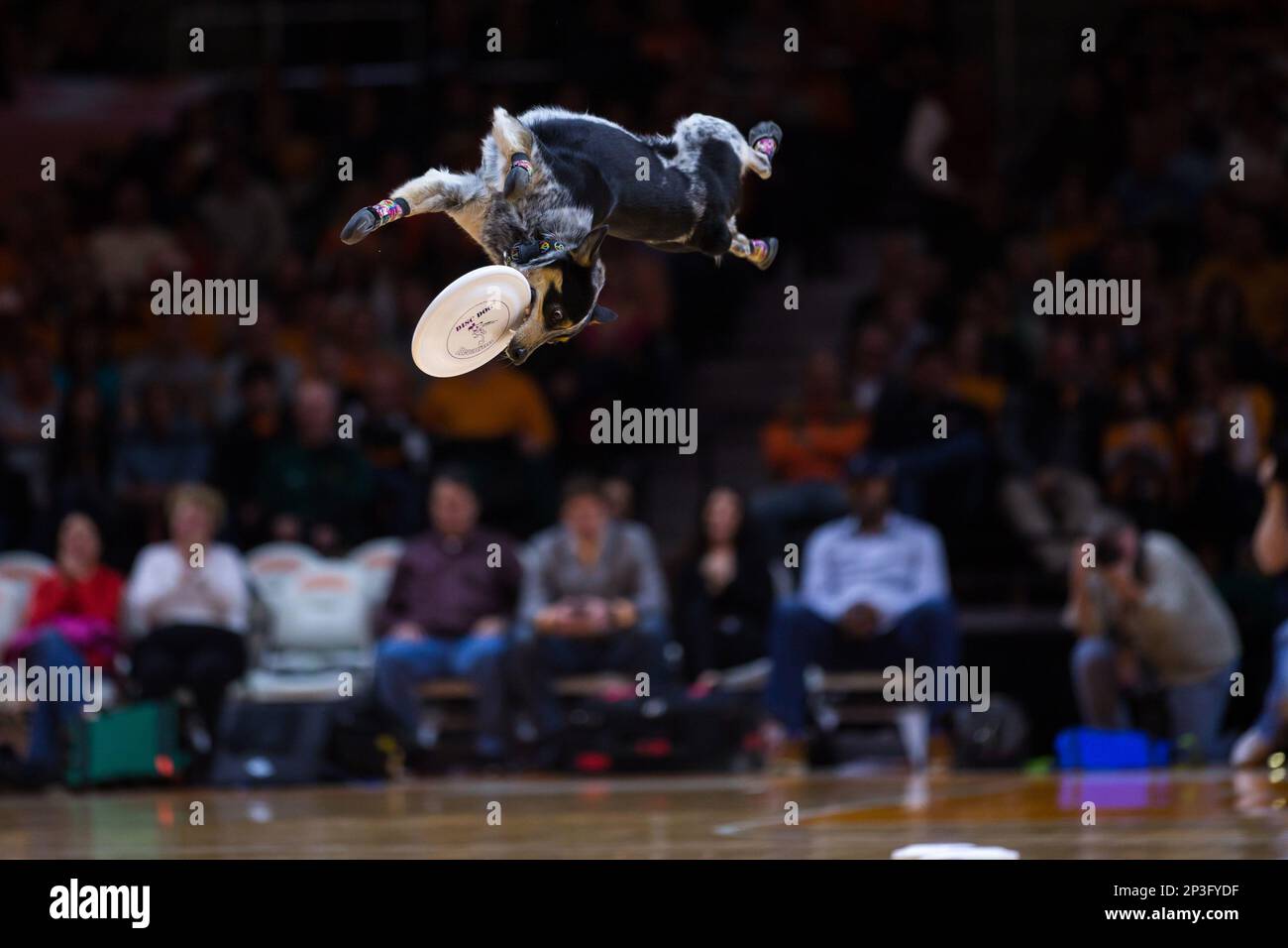 February 14, 2015: a dog does a flip during the NCAA basketball game between the University of Tennessee Volunteers and the Louisiana State University Tigers at Thompson Boling Arena in Knoxville TN (Cal Sport Media via AP Images) Banque D'Images