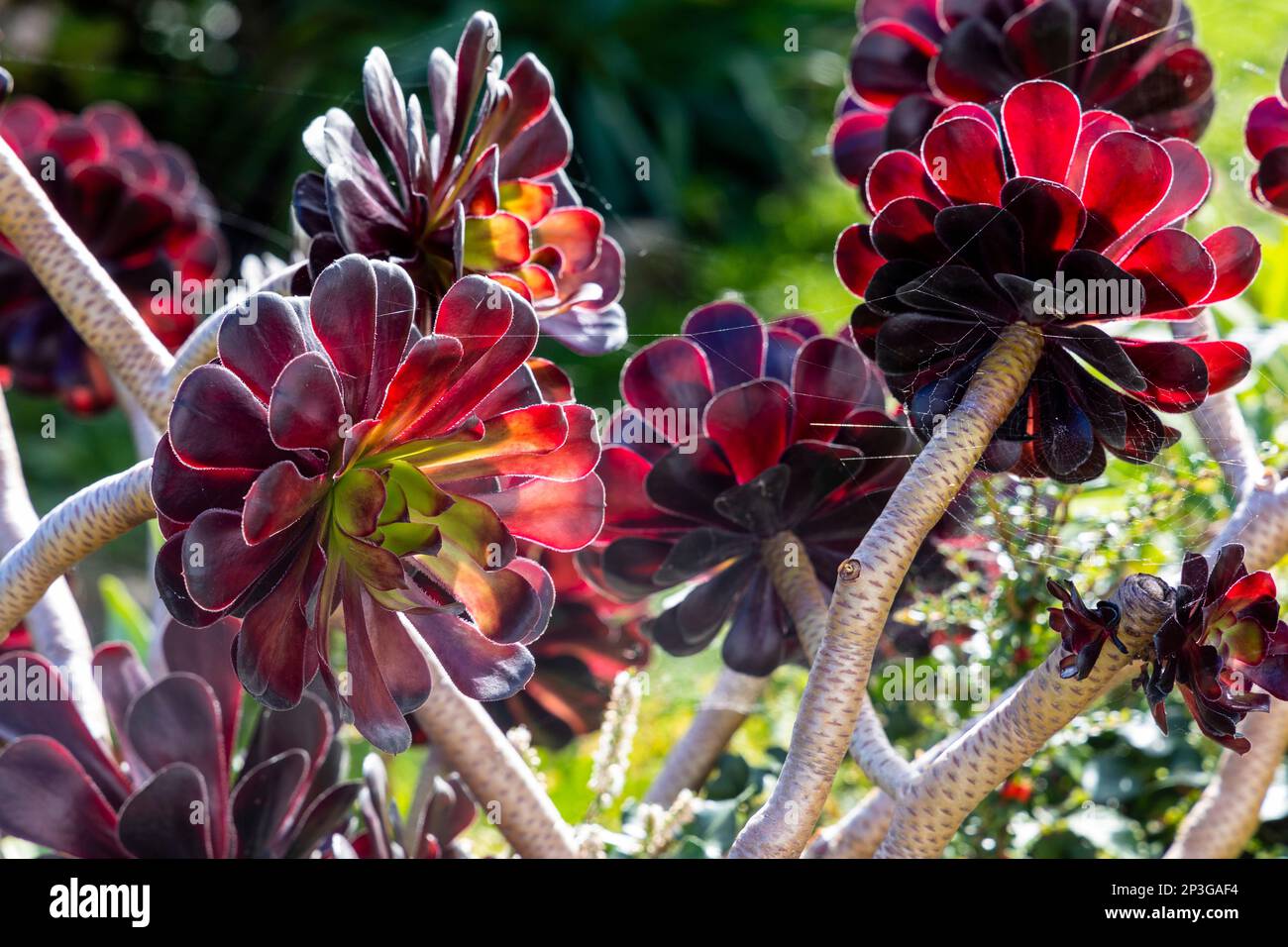 Plante succulente qui pousse dans un jardin de Cornish Cottage à Coverack Banque D'Images