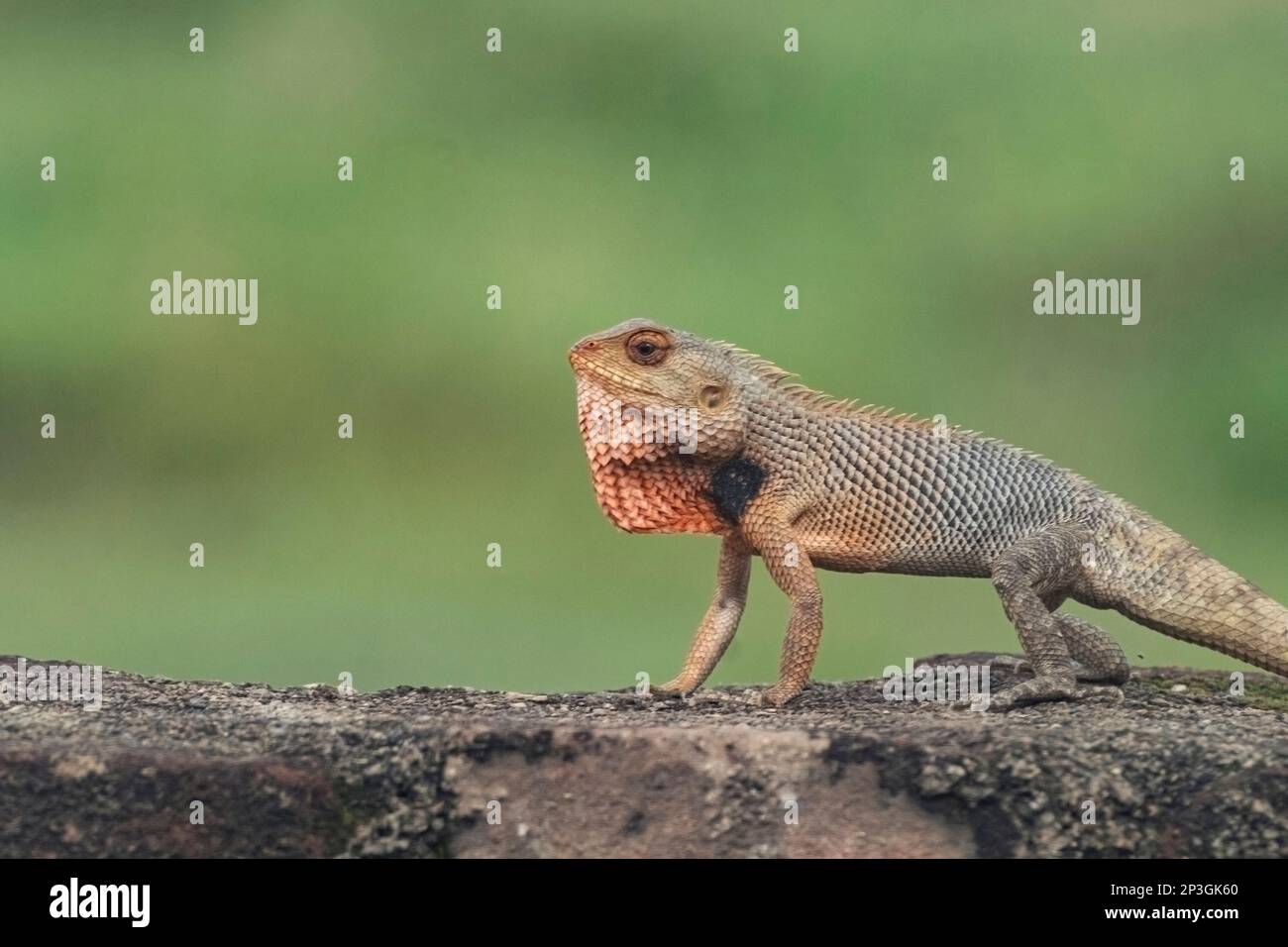 lézard de jardin oriental le mâle obtient une gorge rouge vif pendant la saison de reproduction Banque D'Images lézard de jardin oriental le mâle obtient une gorge rouge vif pendant la saison de reproduction Banque D'Images