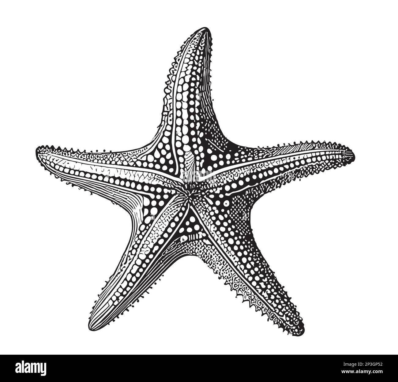 Starfish dessin à la main illustration animaux de mer Illustration de Vecteur