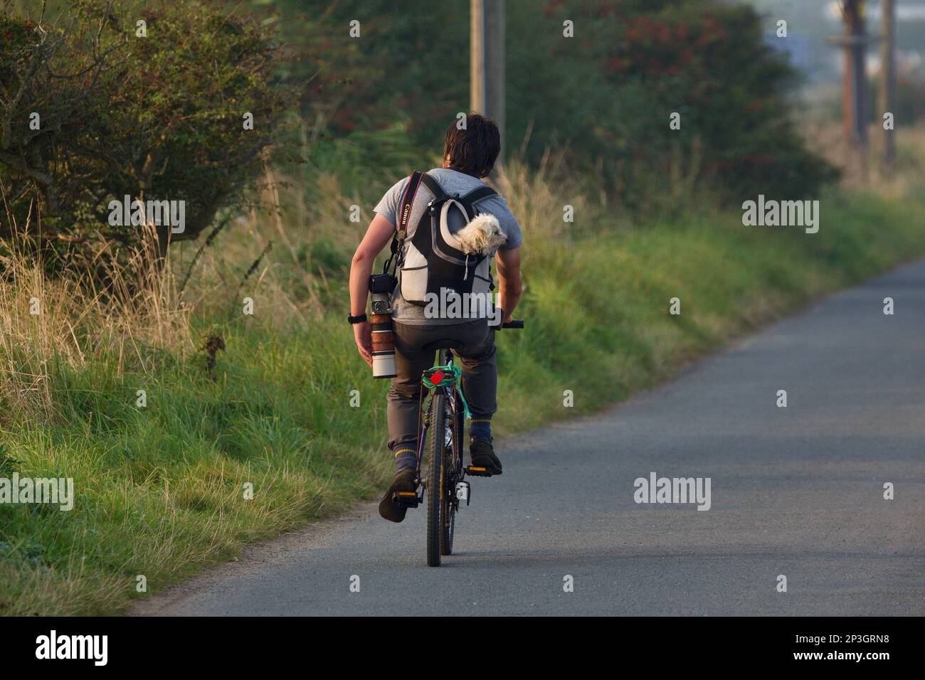 Homme qui fait du vélo le long d'une route tranquille avec un petit chien blanc dans son sac à dos (chien dans un sac) (vélo avec un chien) Banque D'Images