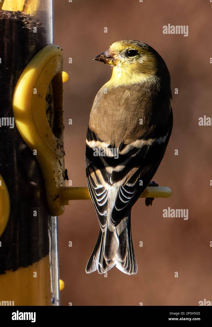 Début mars, une femme Finch est sur le convoyeur Banque D'Images