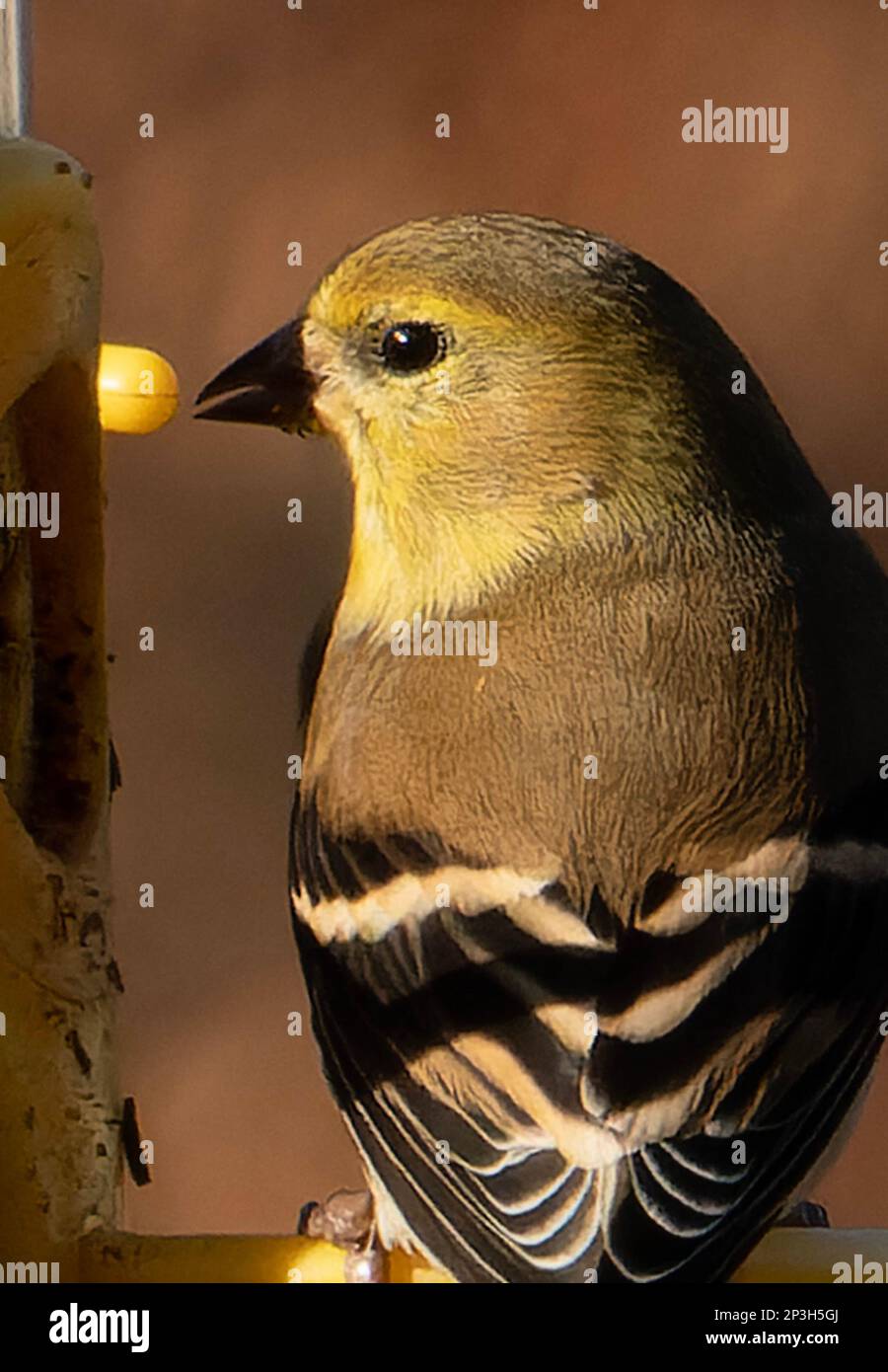 Début mars, une femme Finch est sur le convoyeur Banque D'Images