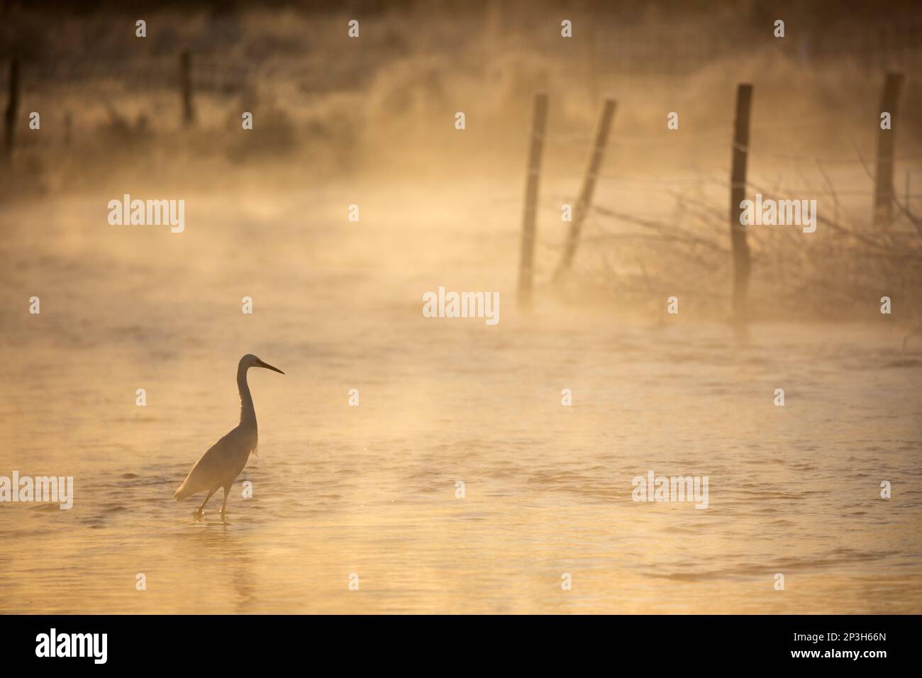 Little Egret (Egretta garzetta) passage à gué dans le River Test on brumy Winter Morning, Chilbolton Cow Common SSSI, Wherwell, Hampshire, Angleterre, Royaume-Uni Banque D'Images