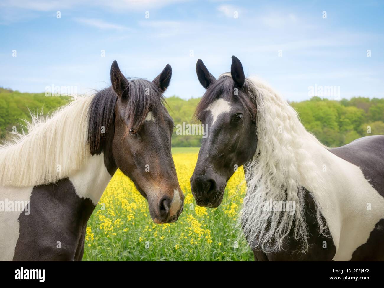 Deux chevaux face à face, barock baroque de type warmbood pinto noir et blanc tobiano, filly de deux ans et sa mère, dans un champ jaune de colza Banque D'Images