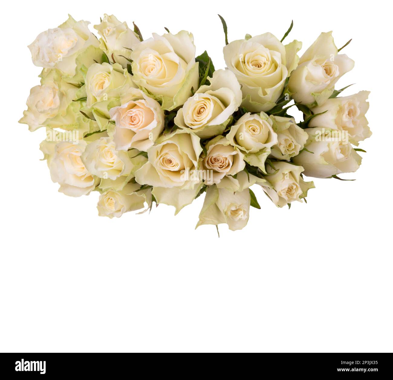 Bouquet de roses blanches isolées sur blanc avec un chemin d'écrêtage inclus, ressource graphique avec espace de copie Banque D'Images