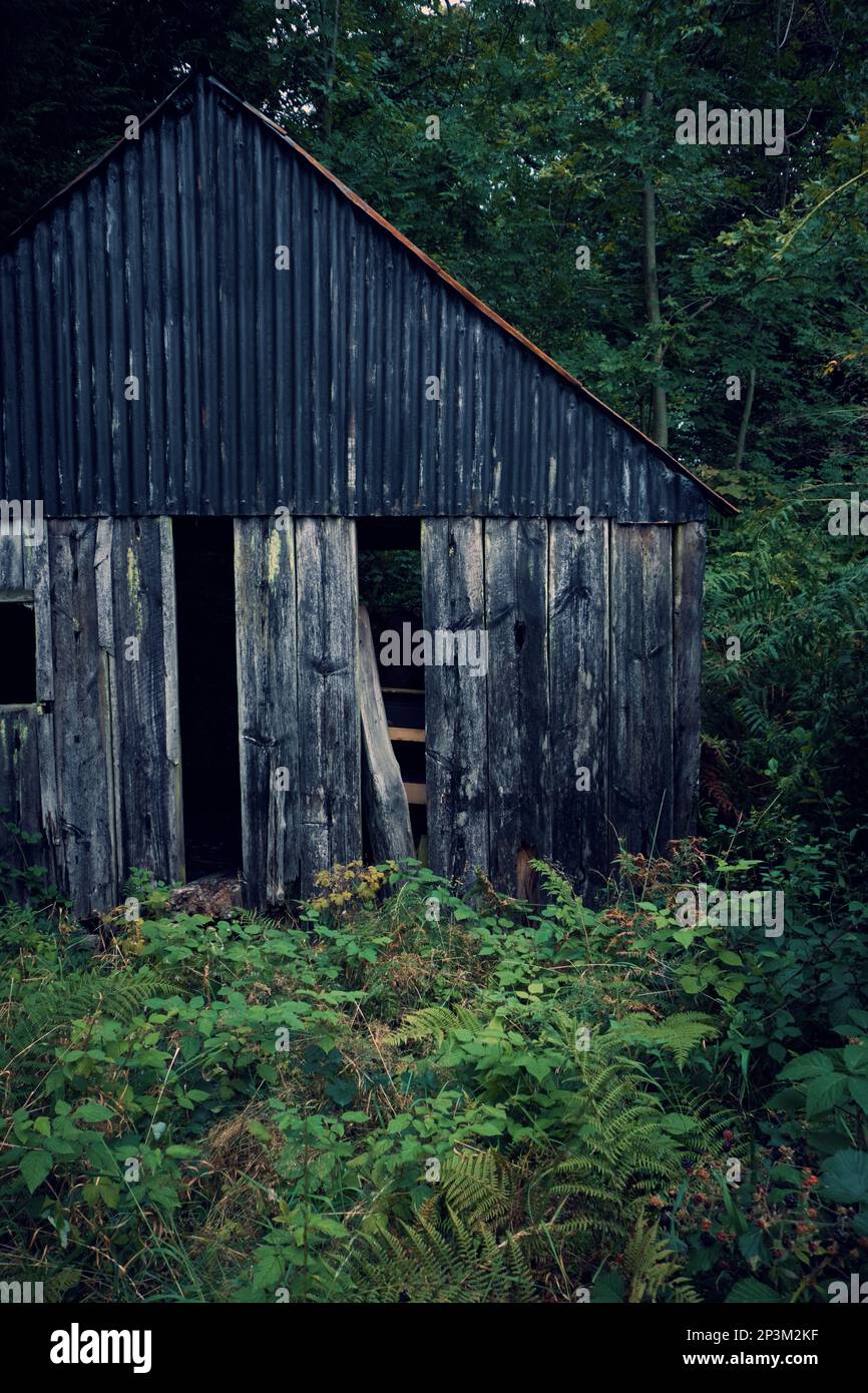 Un ancien hangar en bois et en métal ondulé dans un bois. Banque D'Images