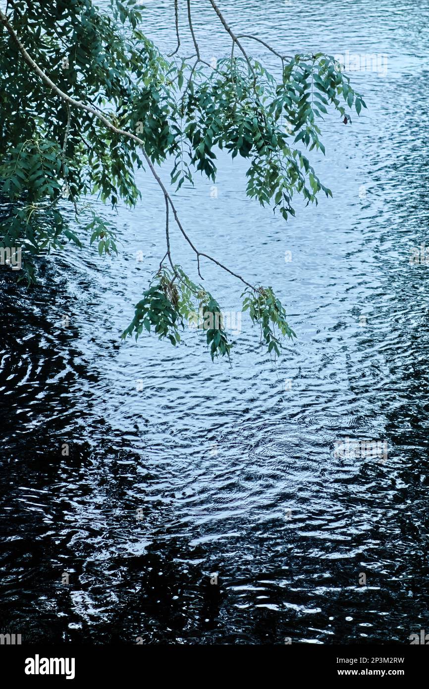 Feuilles et branches d'un frêne surplombant une rivière. Banque D'Images