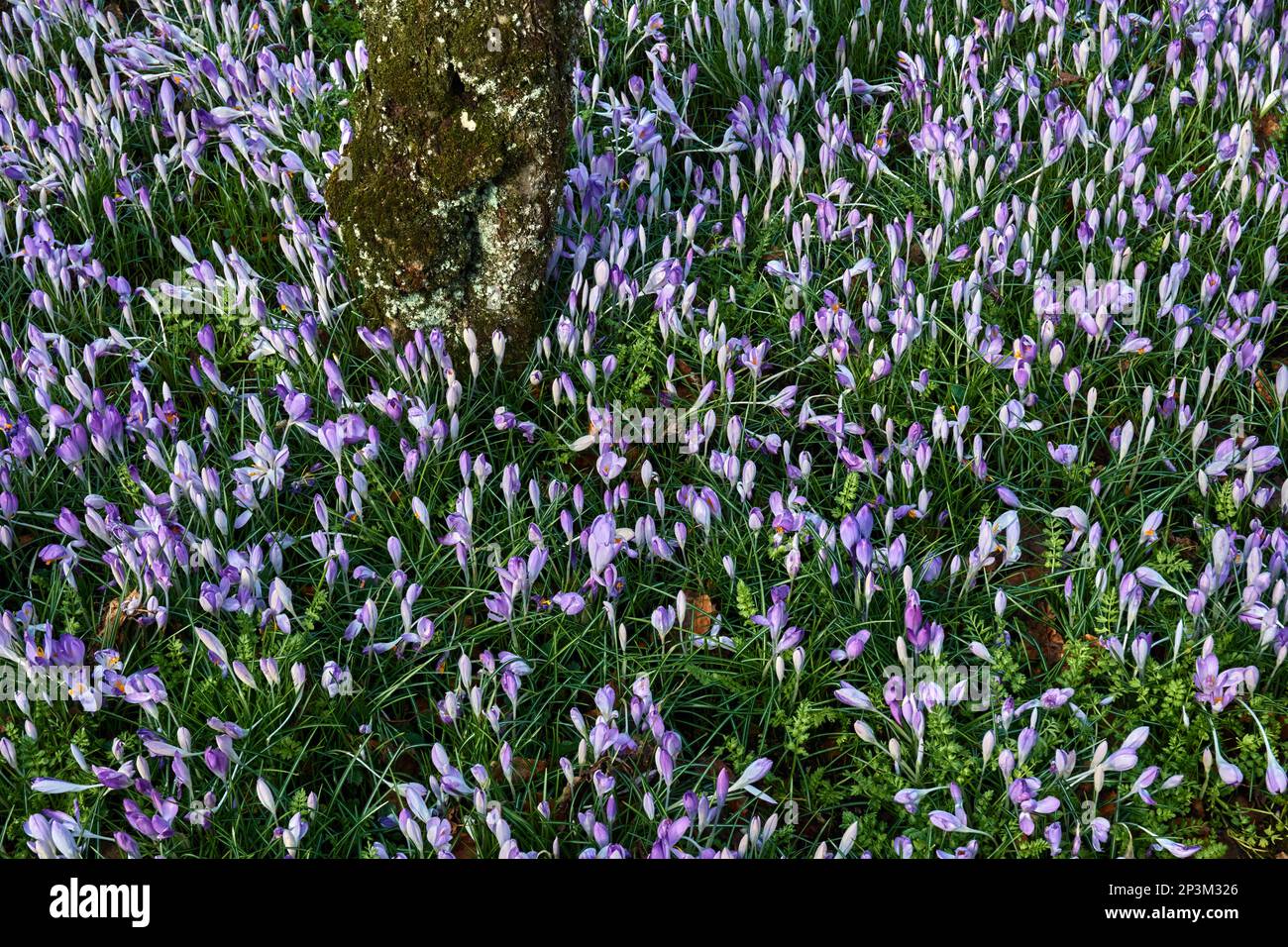 Les crocus lilas fleurissent sous les arbres fruitiers dans un jardin. Banque D'Images