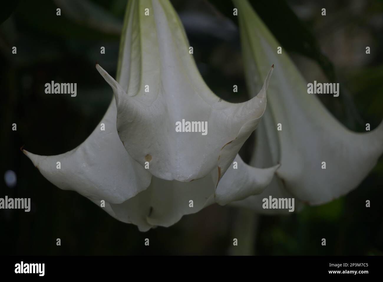 Brugmansia arborea est un arbuste à feuilles persistantes ou un petit arbre atteignant jusqu'à 7 mètres (23 pi) de hauteur. Banque D'Images