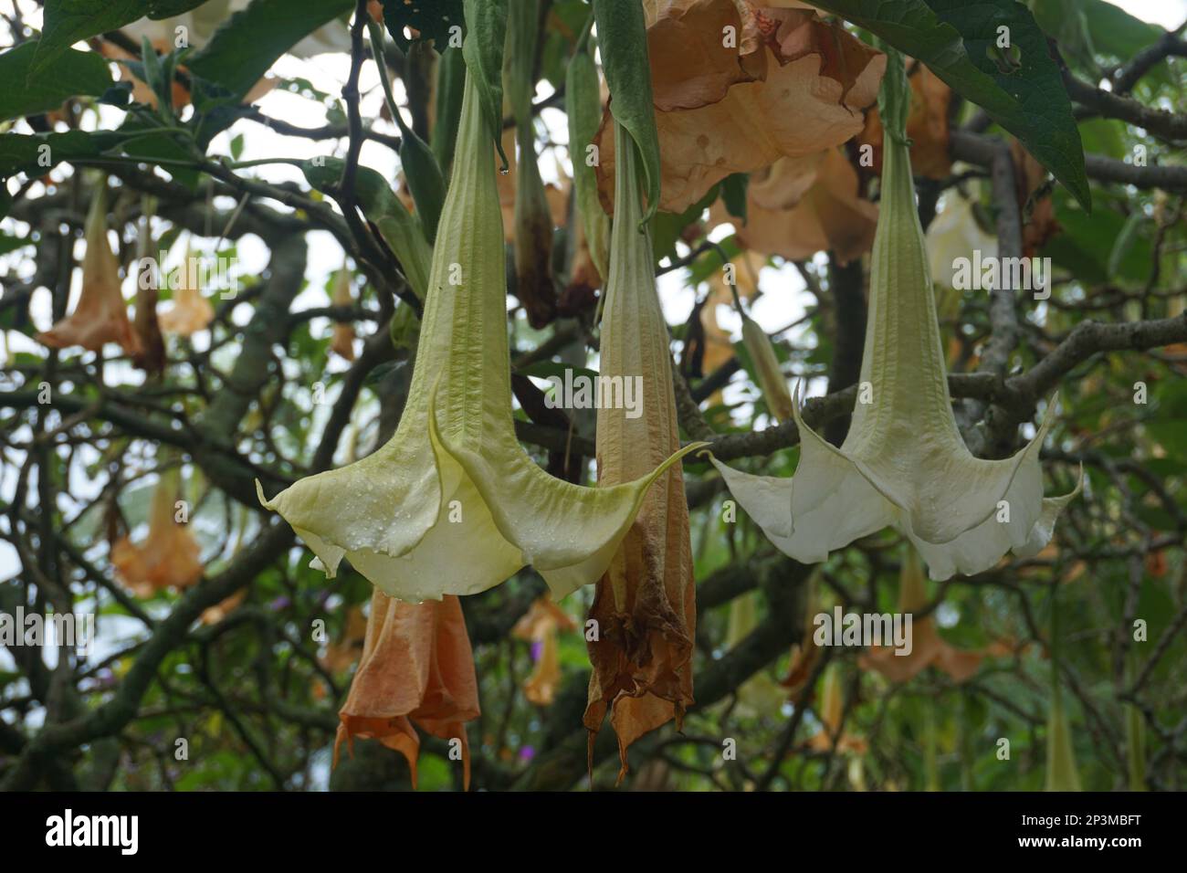 Brugmansia arborea est un arbuste à feuilles persistantes ou un petit arbre atteignant jusqu'à 7 mètres (23 pi) de hauteur. Banque D'Images