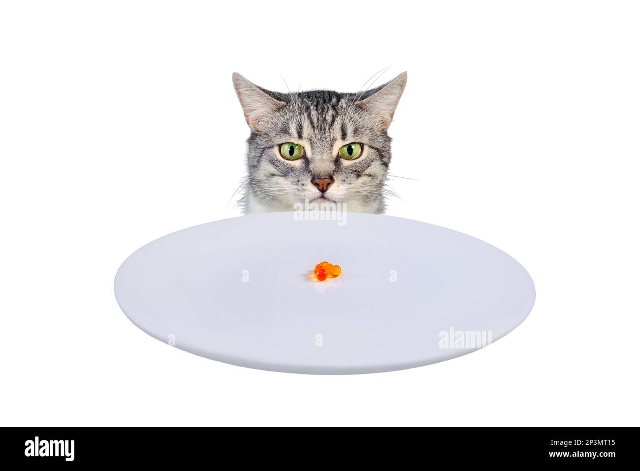 Le chat grincheux regarde la plaque vide avec du caviar rouge, isolé sur un fond blanc. Chat triste assis devant une table avec un bol vide Banque D'Images