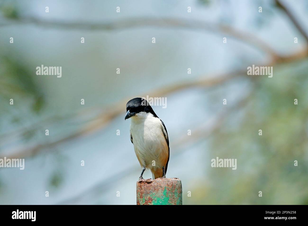 shrike (famille des Laniidae), l'une des 30 espèces d'oiseaux prédateurs de taille moyenne (ordre des Passeriformes); en particulier, l'une des plus de Banque D'Images