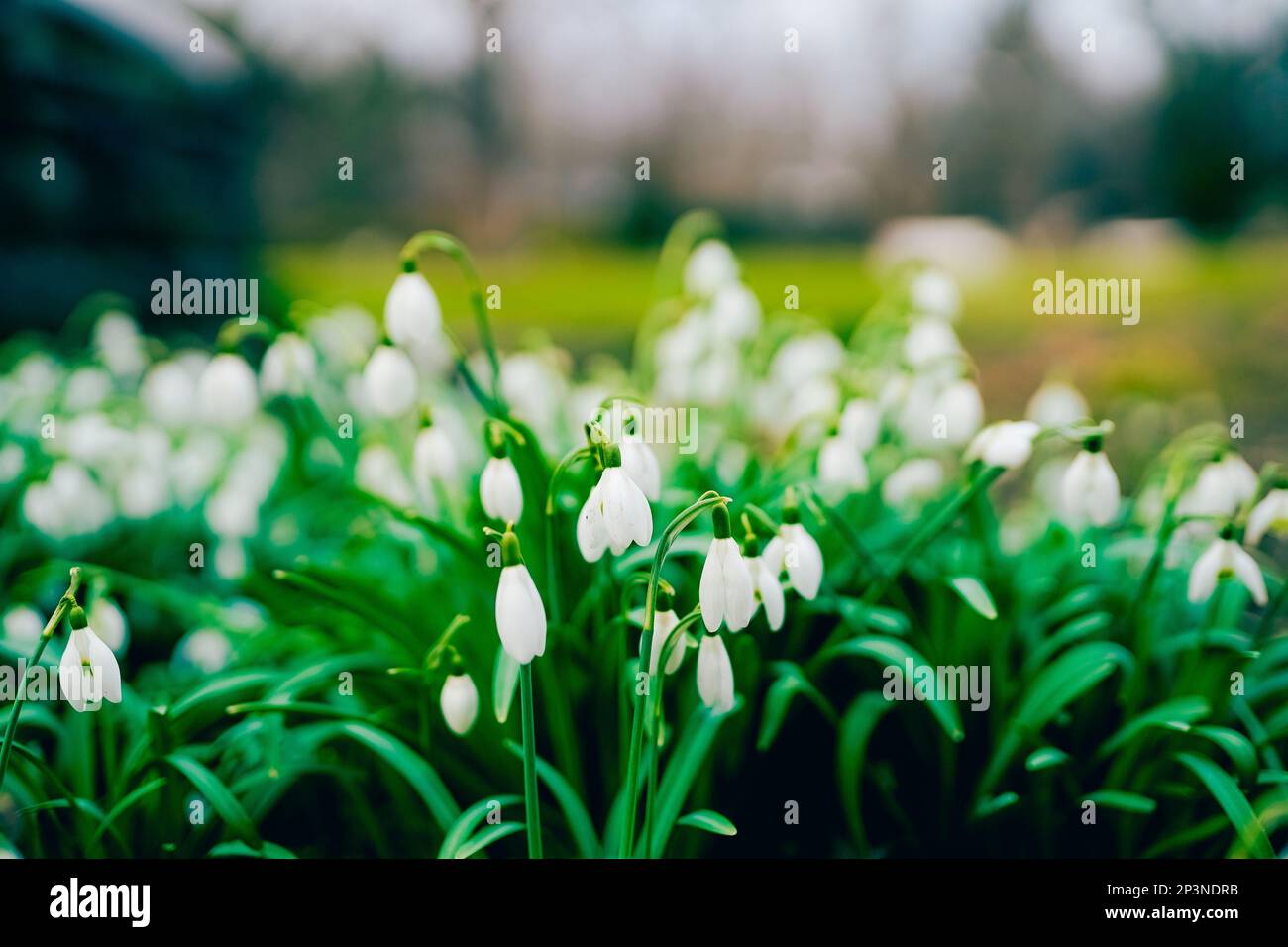 Image en gros plan de la fleur de printemps blanc, fleurs de Snowdrop également connu sous le nom de Galanthus nivalis. Banque D'Images