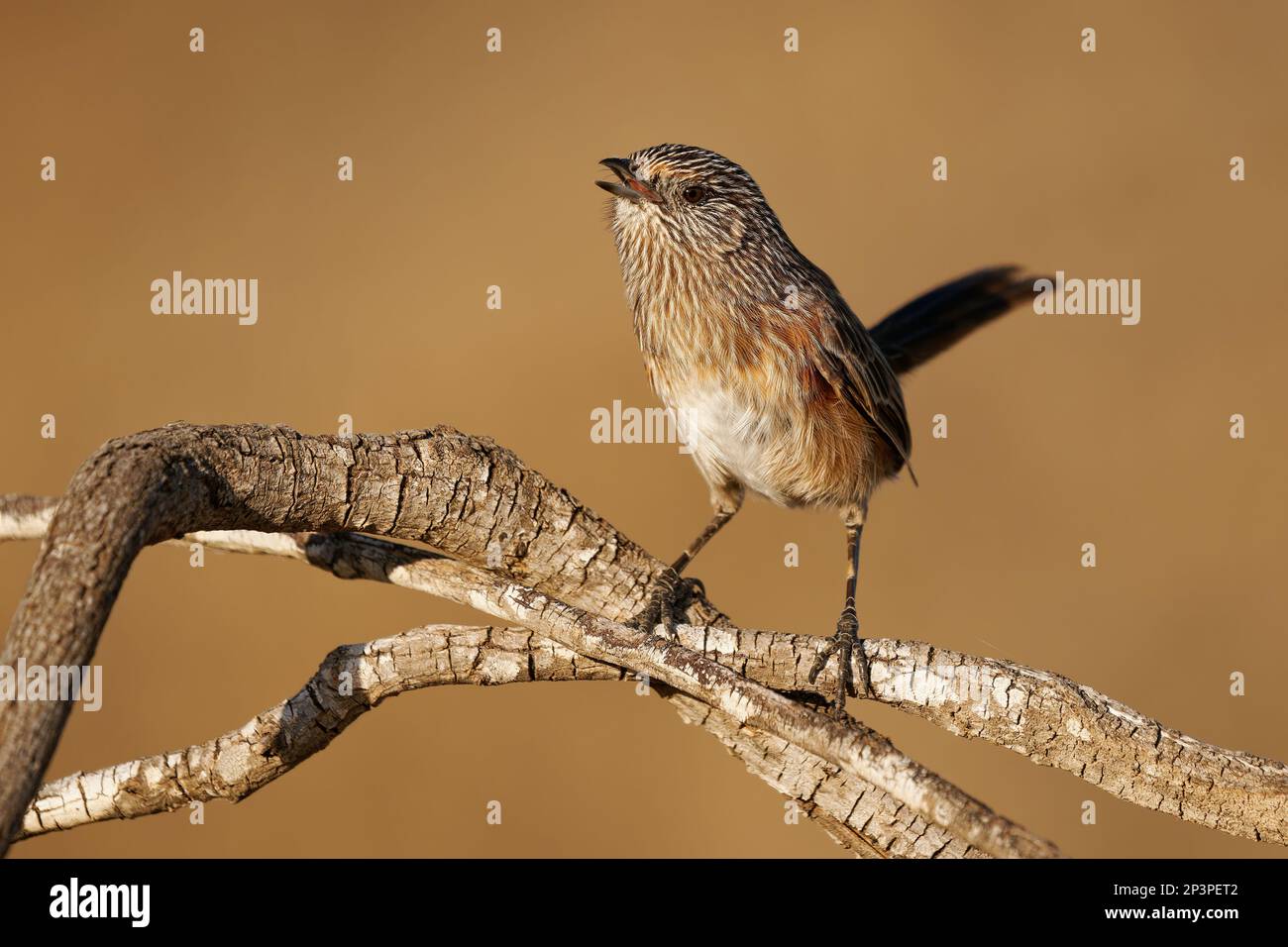 Chant Western Grasswren Amytornis textilis également herbwren à bec épais ou textile wren, petit oiseau endémique australien principalement terrestre, prune brune Banque D'Images