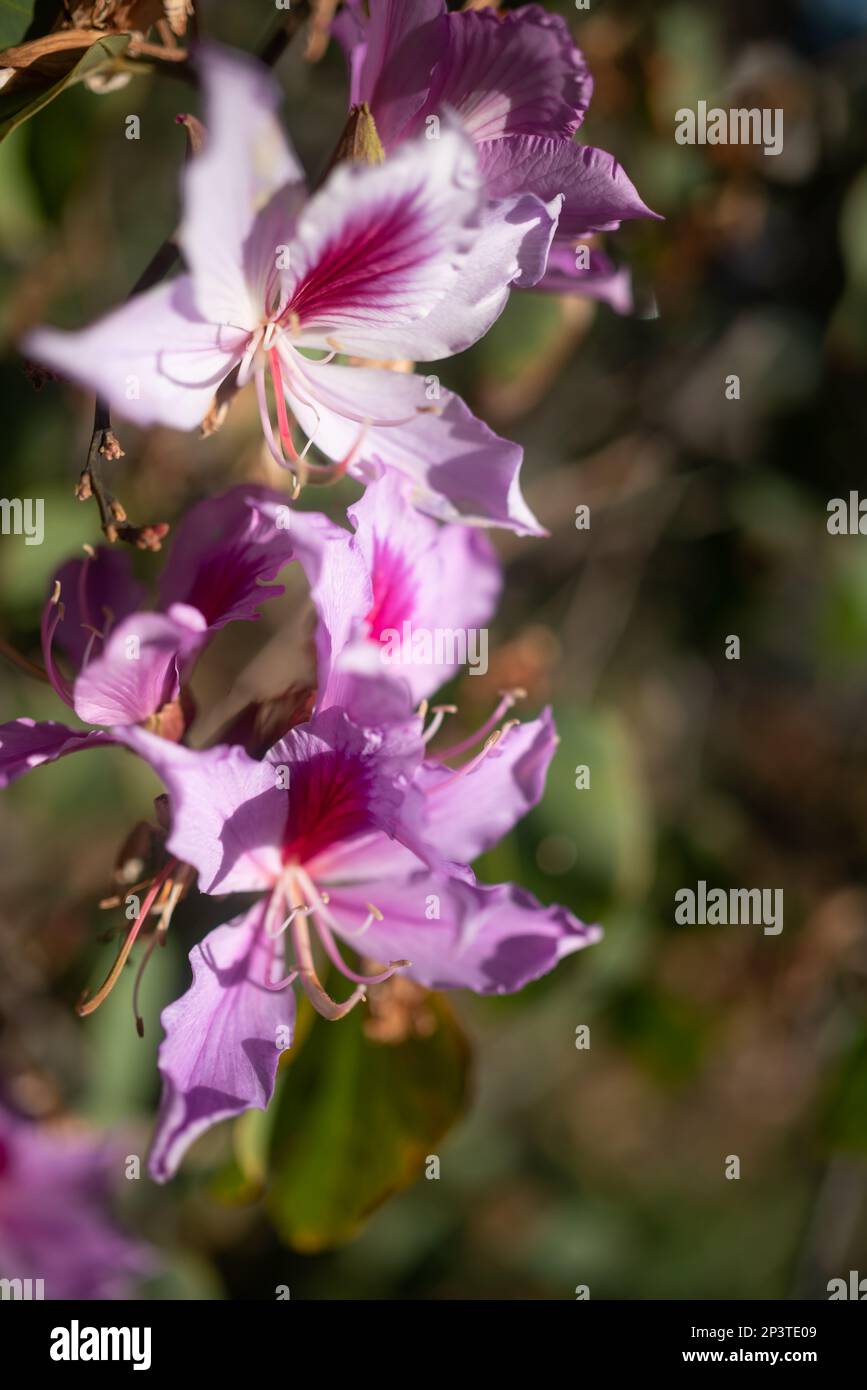 Arrière-plan de fleurs exotiques blanches et roses avec espace de copie. Papier peint été nature Banque D'Images