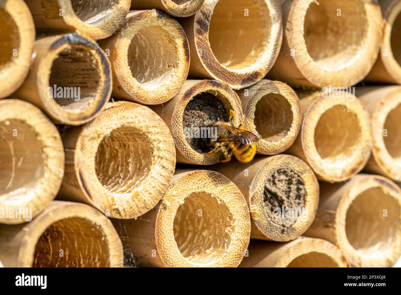 Abeille solitaire sur son tube de nidification, aide artificielle à la nidification, hôtel d'insecte, tube de bambou Banque D'Images