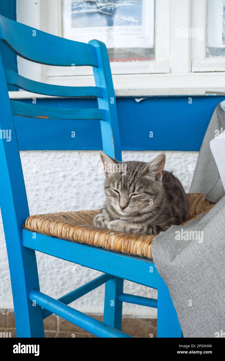 Chat pleurant dans une chaise bleue en Grèce Banque D'Images