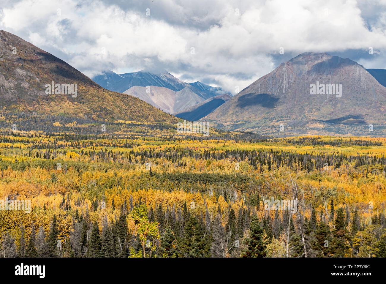 Magnifique paysage d'automne dans le nord du Canada en septembre avec des arbres dorés couvrant les vues panoramiques du parc national Kluane. Banque D'Images