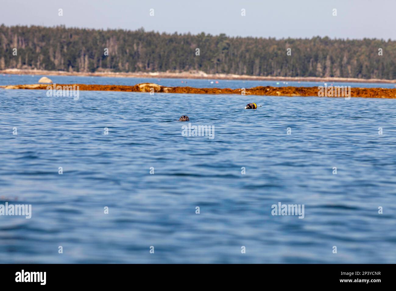 harbour Seal, Downeast Maine Banque D'Images