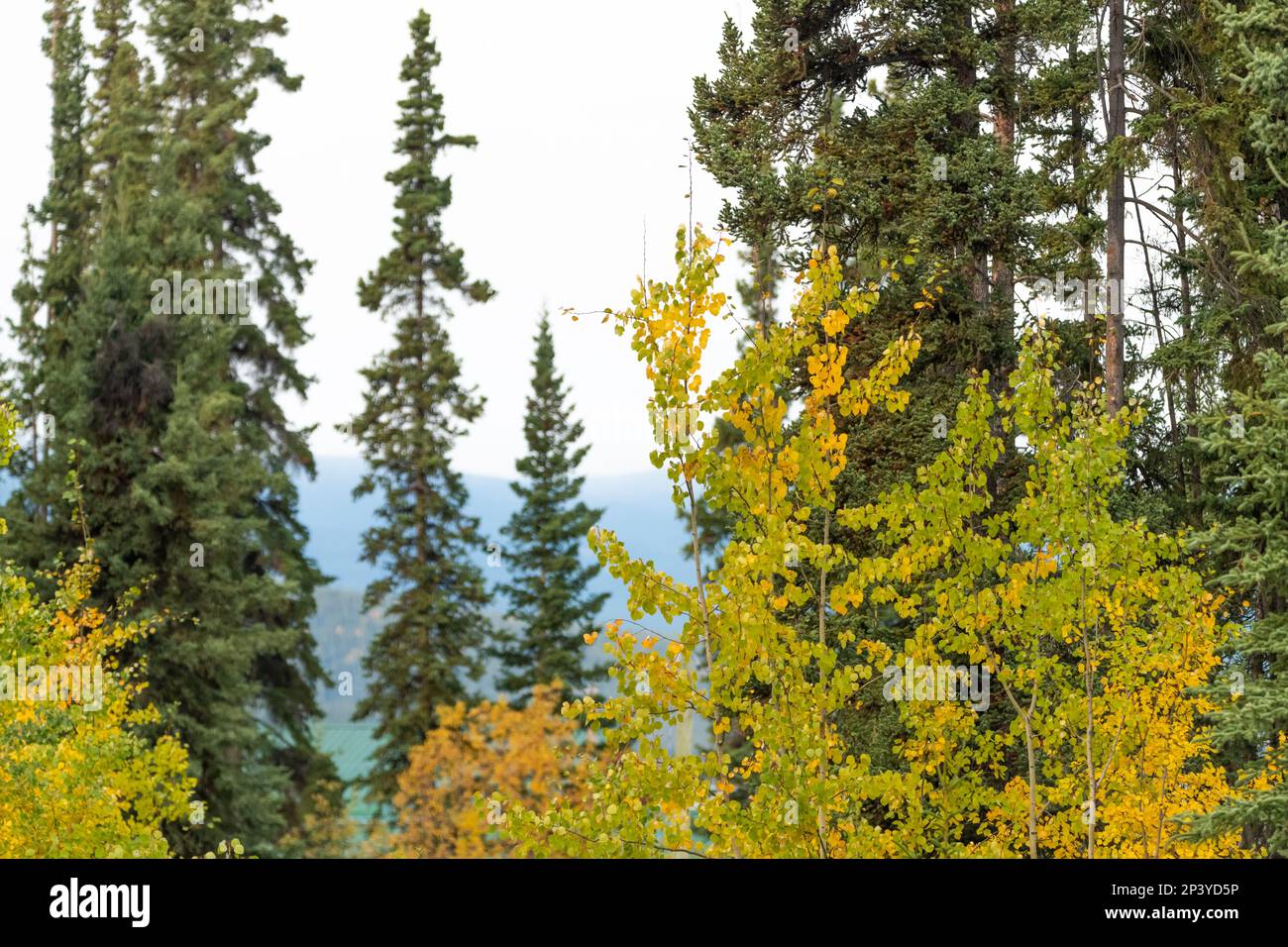 Magnifique paysage d'automne dans le nord du Canada en septembre avec des arbres dorés couvrant les vues panoramiques du parc national Kluane. Banque D'Images