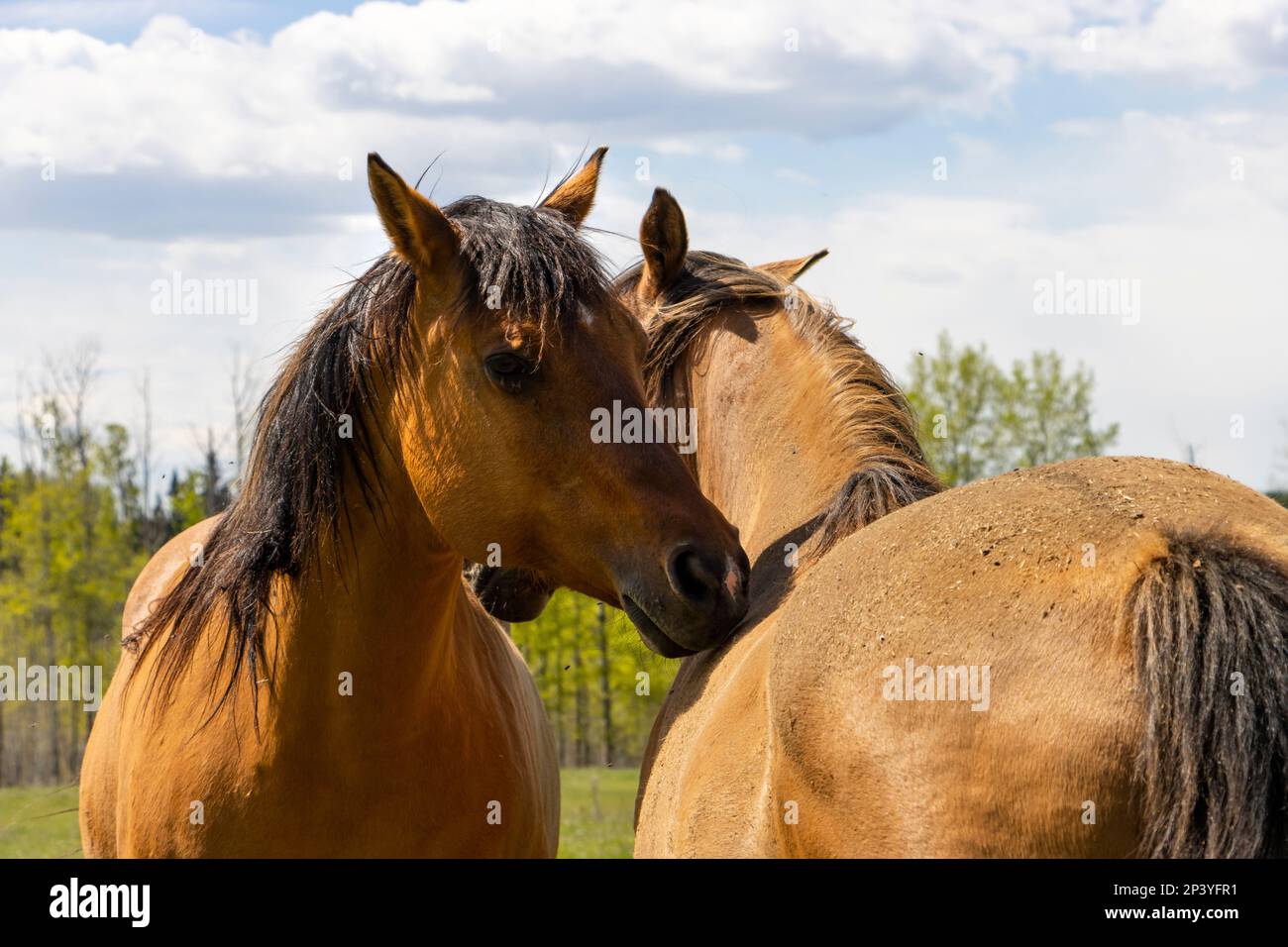 les chevaux chuchotent entre eux Banque D'Images