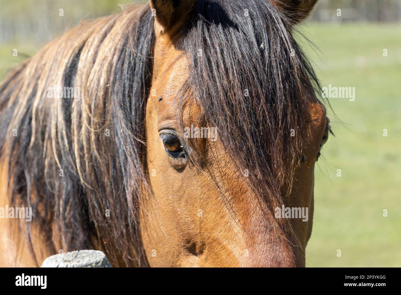 gros plan sur la face du cheval Banque D'Images