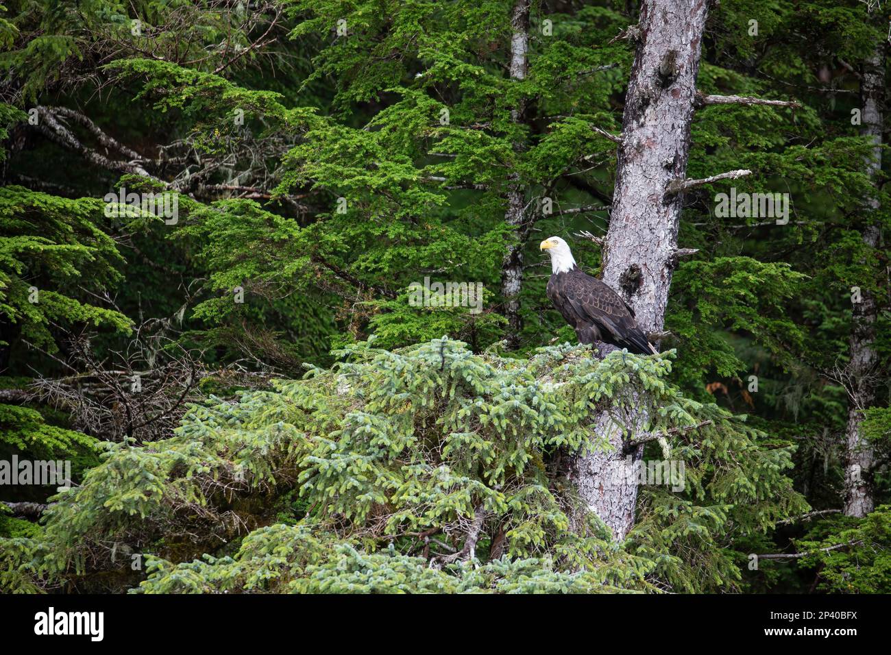 Aigle à tête blanche adulte, Haliaeetus leucocephalus, perchée sur une épinette de Sitka dans les îles Iniennes, sud-est de l'Alaska, États-Unis. Banque D'Images